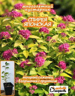 Саженец, Спирея, Японская