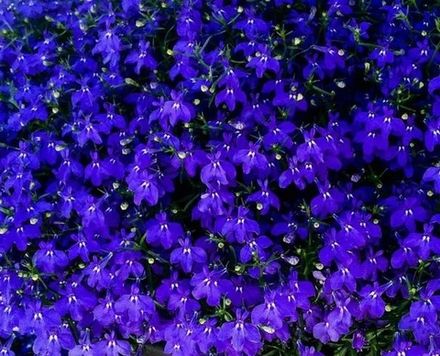 ЕВРО Лобелия