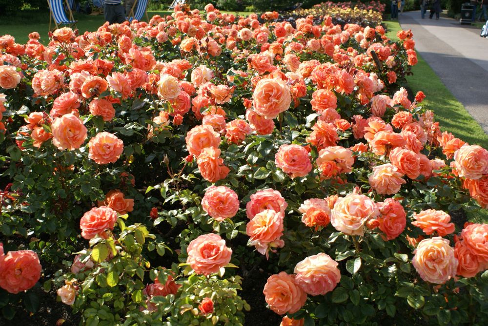 Таттон (Tatton)