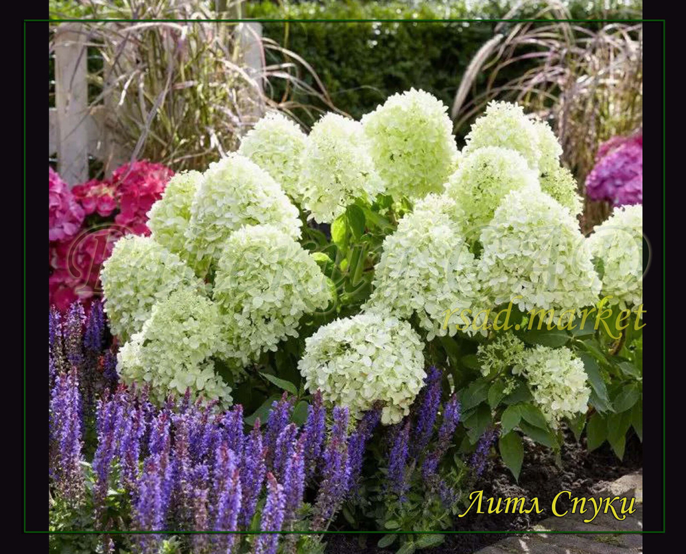 Гортензия метельчатая Литл спуки- Очень маленький (Hydrangea paniculata `Little Spooky`)