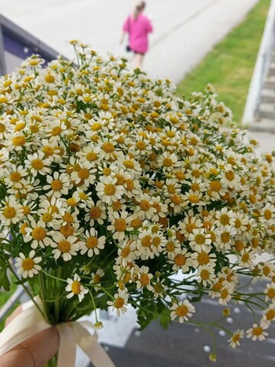 Матрикария