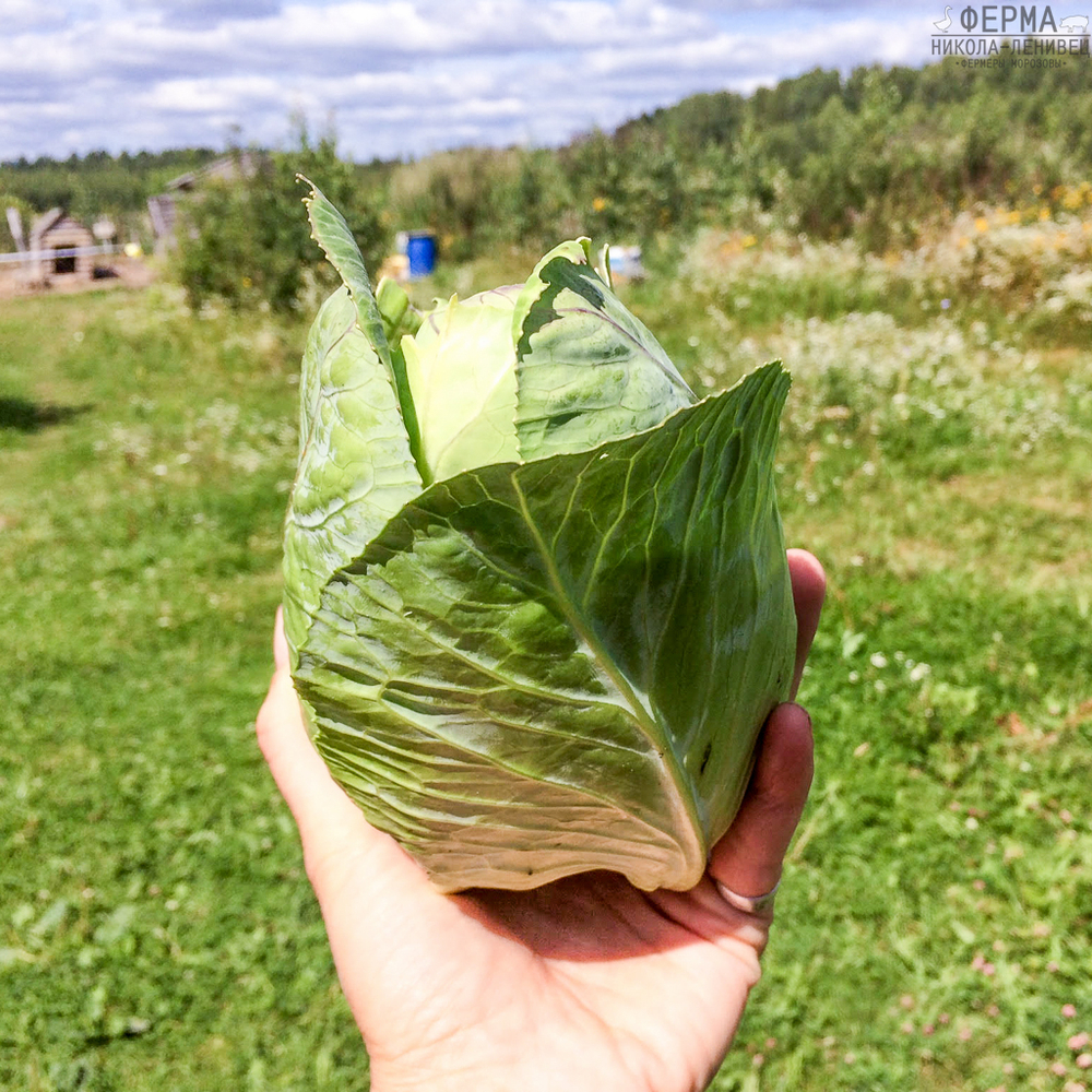 Капуста белокочанная в нарезке