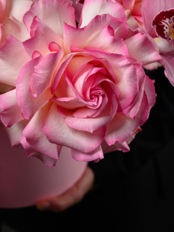 Лепестки любви *