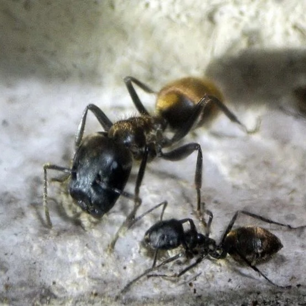 Муравьи Colobopsis leonardi (Пробкоголовый муравей)