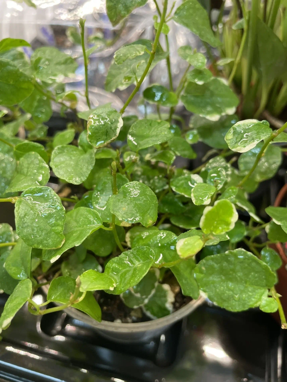 Фикус Пумила Уайт Санни D9см