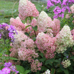 Гортензия метельчатая "ДИАМАНТИНО"