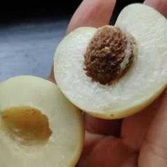 Нектарины мини белые свежие / 500 гр