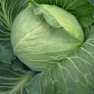 Капуста белокочанная Рамада F1 2500 (семян)