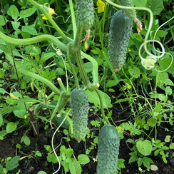 Пасалимо F1 семена огурца партенокарпического (Syngenta / Сингента)