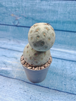 Tephrocactus Geometricus (Тефрокактус)