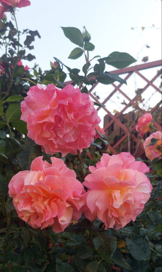 Роза Августа Луиза штамб 140 см. Закупка М21 весна 2026