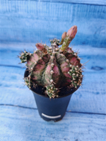 Gymnocalycium T-Rex Pink hybride (Гимнокалициум T-rex)