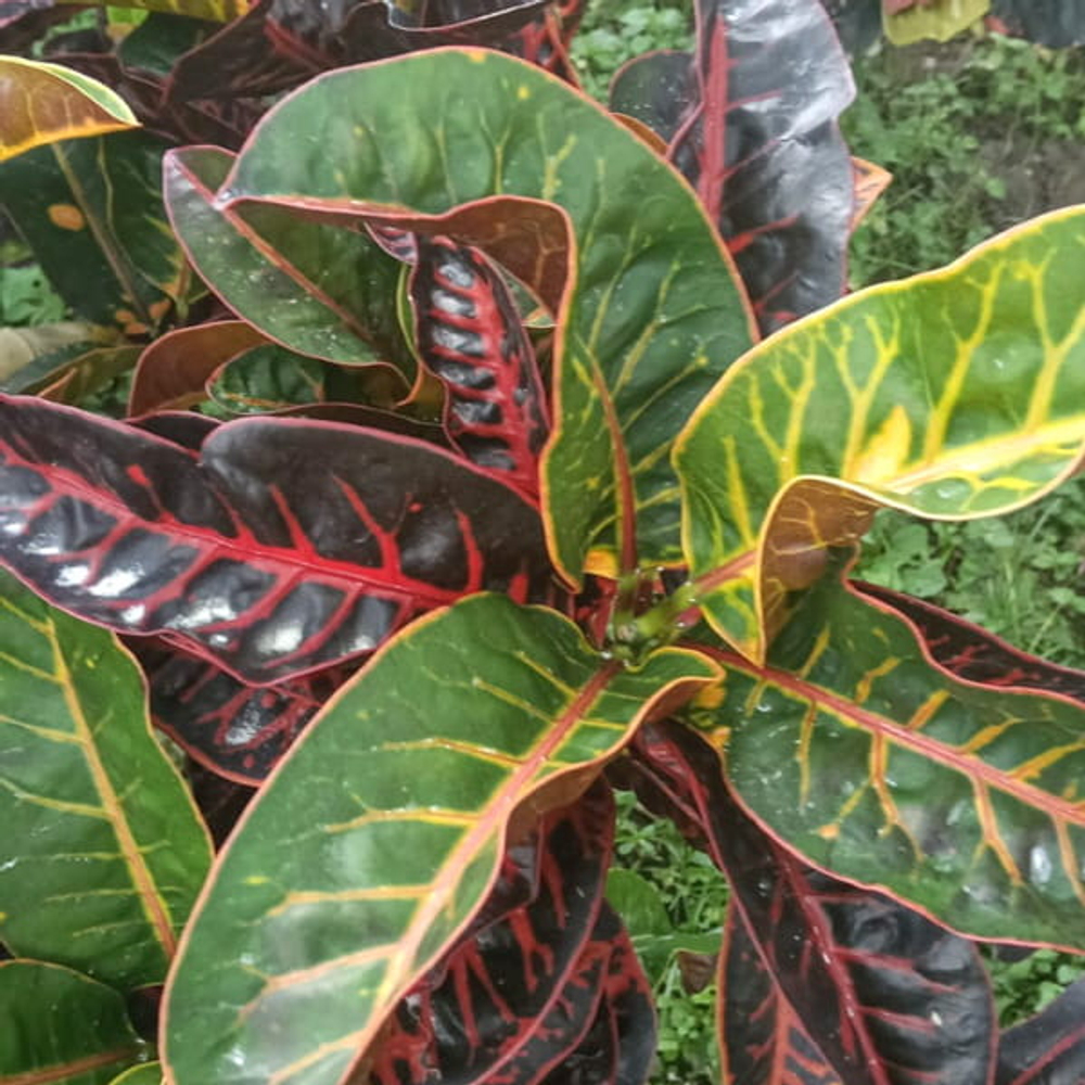 Кротон DAMAR WULAN