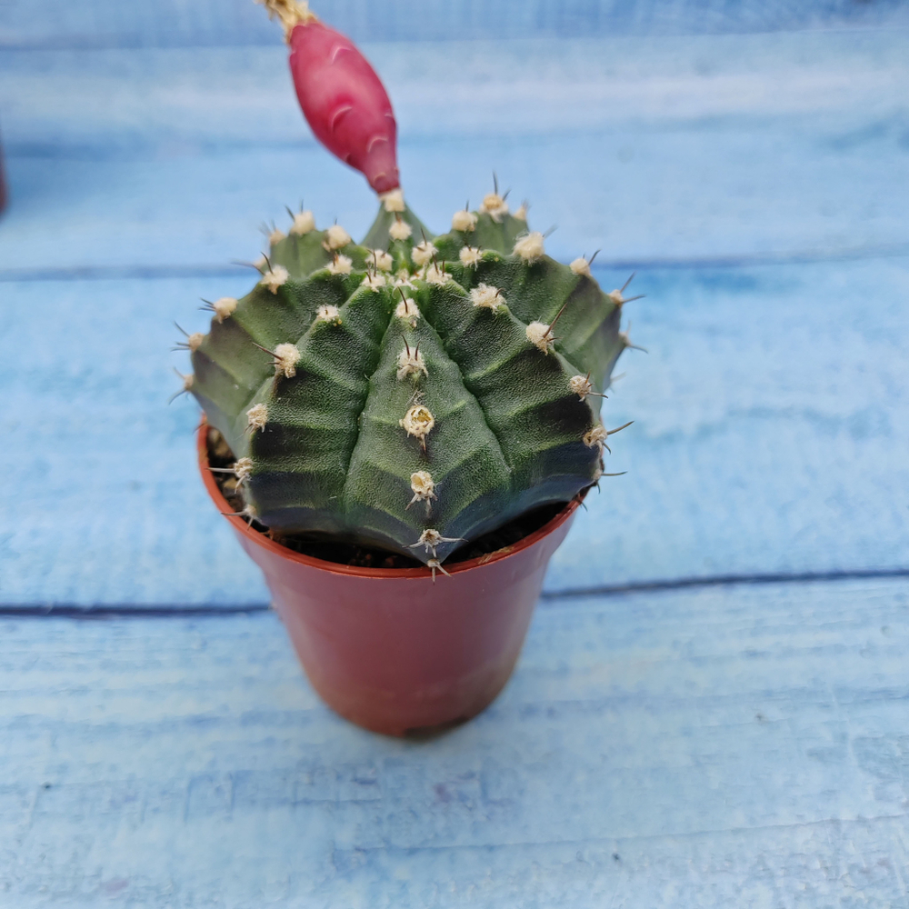 Gymnocalycium Friedrichii (Гимнокалициум)