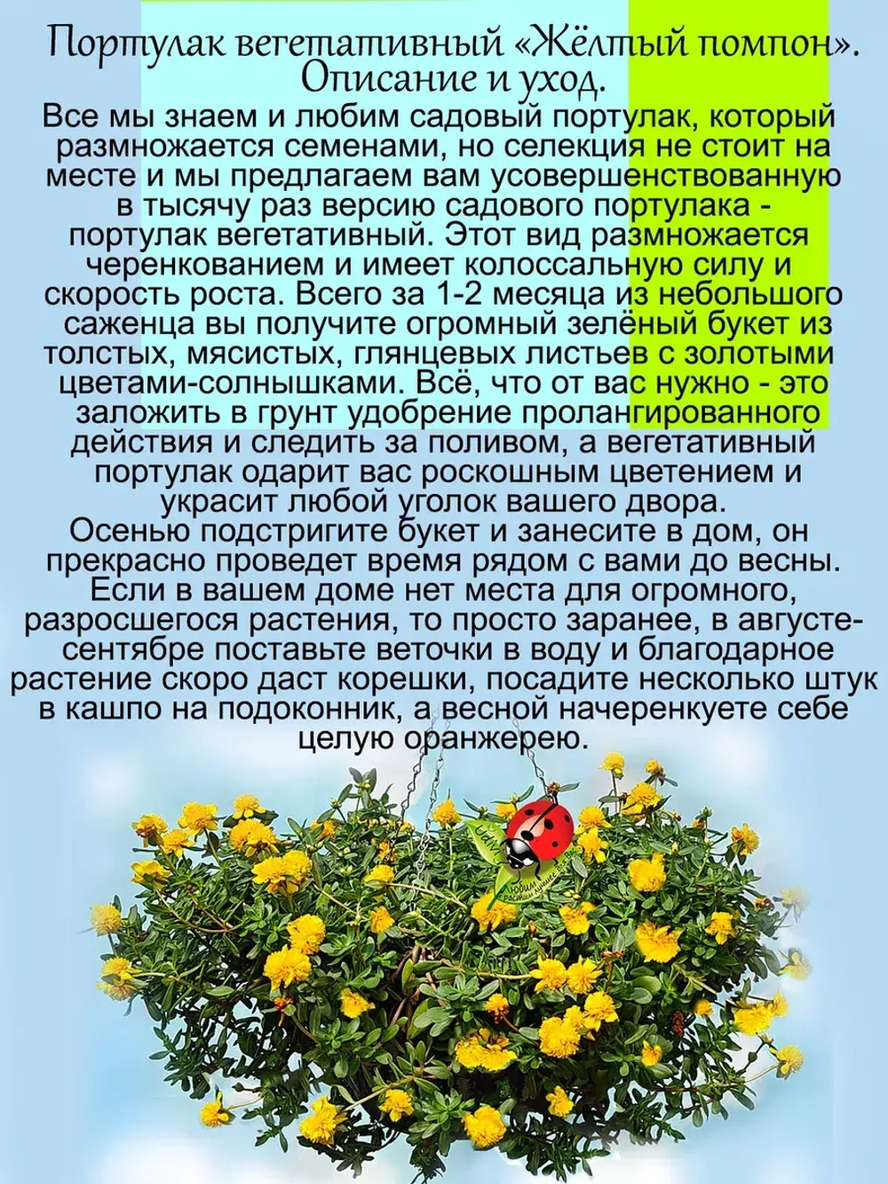 Портулак Вегетативный Жёлтый помпон махровый ампельный