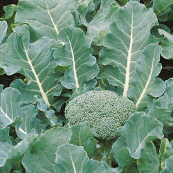 Капуста брокколи Фиеста F1 10шт Мировые Семена VITA GREEN