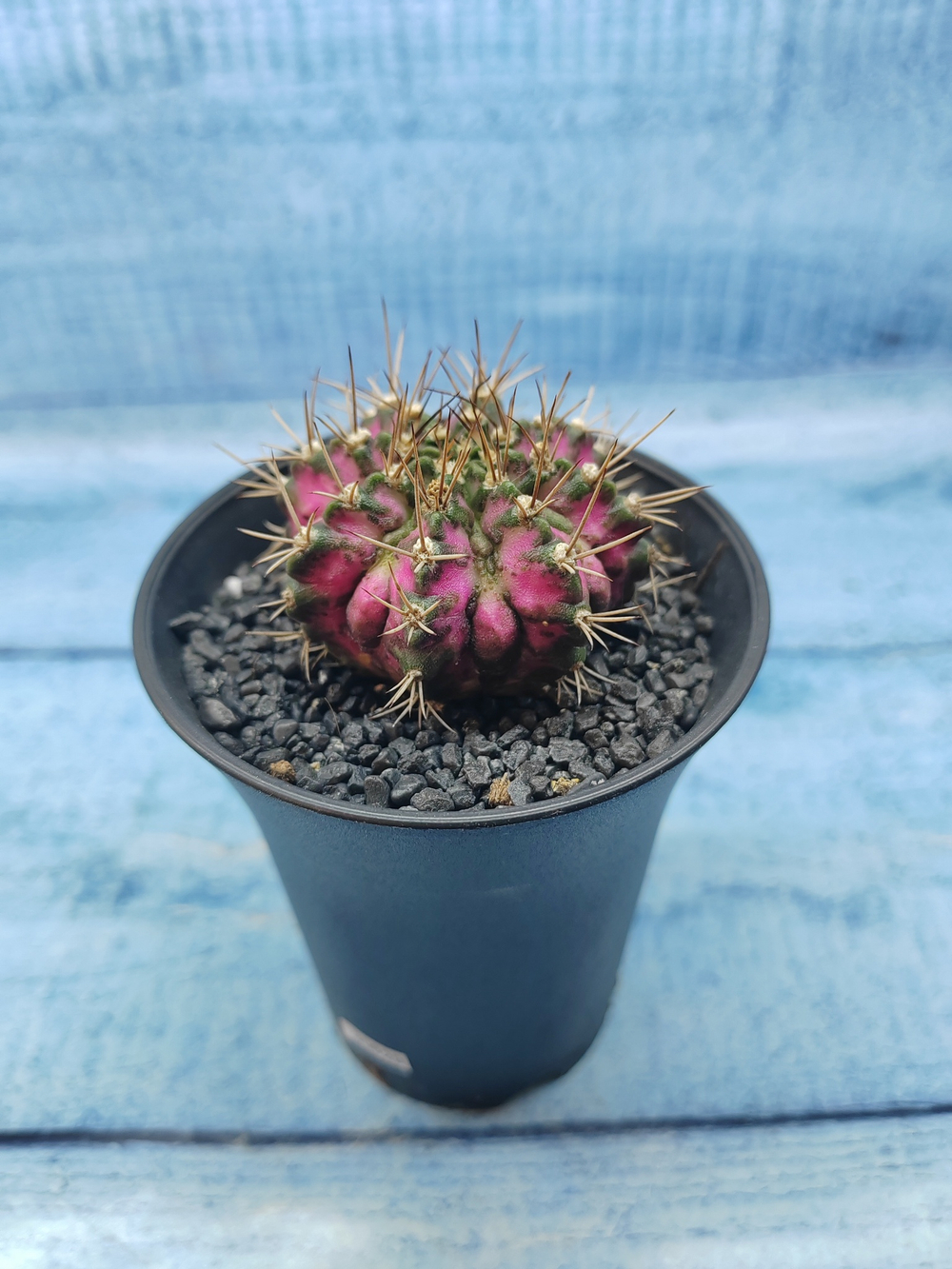 Gymnocalycium T-Rex Pink hybride (Гимнокалициум T-rex)