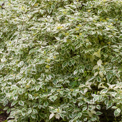 Дерен белый Elegantissima листья пёстрые