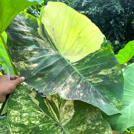 Колоказия CITRINE