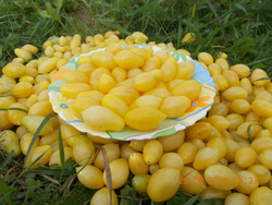 Помидоры Черри Сумасшедшие Ягоды - Bаrry’s Crazy Cherry Tomato