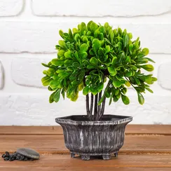 Бонсай в горшке "Листья фикуса" 11х21 см