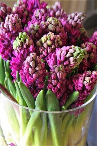 Гиацинт Розовый