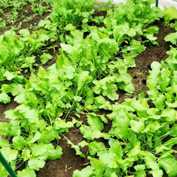 Кресс-салат Старый Голландский  - Dutch Broadleaf Cress