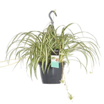 Хлорофитум "Подвесной"