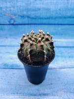 Gymnocalycium T-Rex Pink hybride (Гимнокалициум T-rex)