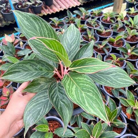 Аглаонема MEE MAK RUAY MAK