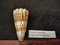 Конус империалис