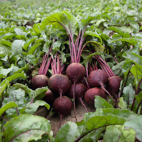 Ронда F1 семена свеклы (Bejo / ALEXAGRO) культура – фото 1