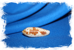 Конус Нуссателла (Conus Nussatella)