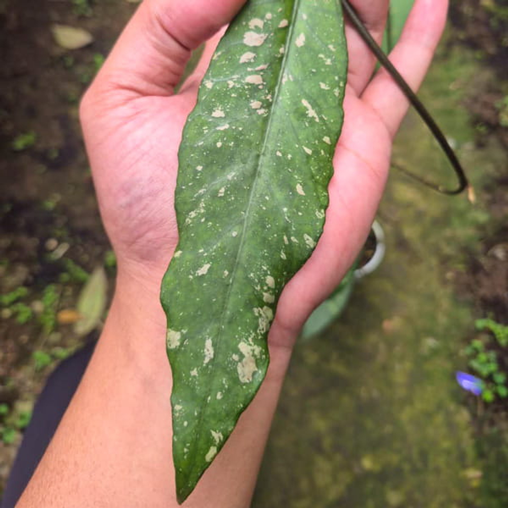 Хойя SP ACEH NEW SPLASH PINK