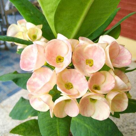 Эуфорбия Миля LA ONG DAO