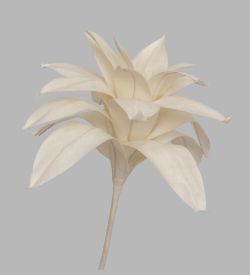 TR 562 Бромелия