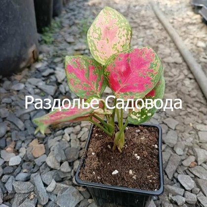 Аглаонема Ред Ангел