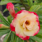 Адениум обесум 340 Lion