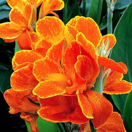 Канна Карнавал (1 шт) Волжский Сад