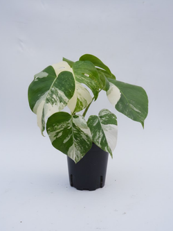Монстера восхитительная White bac