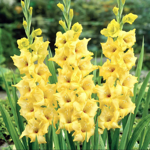 Гладиолус Харизма