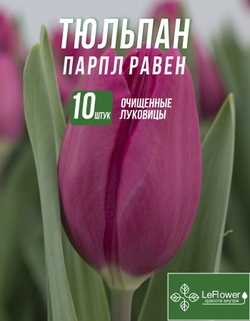 Тюльпан Луковица, Парпл Равен, 10шт