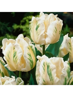 Тюльпаны Madonna 4 шт, набор луковиц