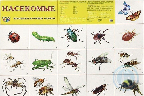 Плакат " Насекомые " 46071