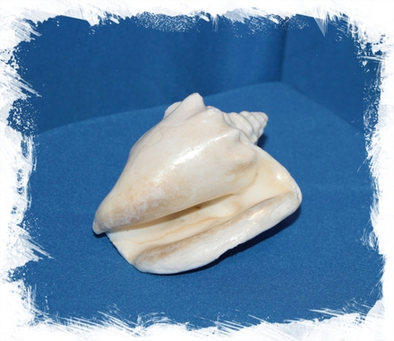 Стромбус Костатус (Macrostrombus costatus) 10-16см