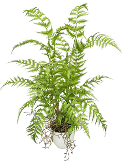 Искусственный Папоротник лесной серебристый 70см в кашпо