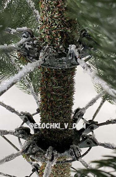 Ель Австрийская Заснеженная купить от Ёлочки в Дом