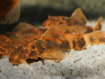 Анциструс LDA 16 Золотой леопард