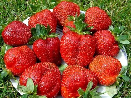 Клубника Королева Елизавета 2 ремонтантная