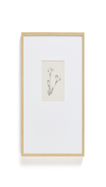 Картина Lirena с ботанической иллюстрацией 50 x 70 см